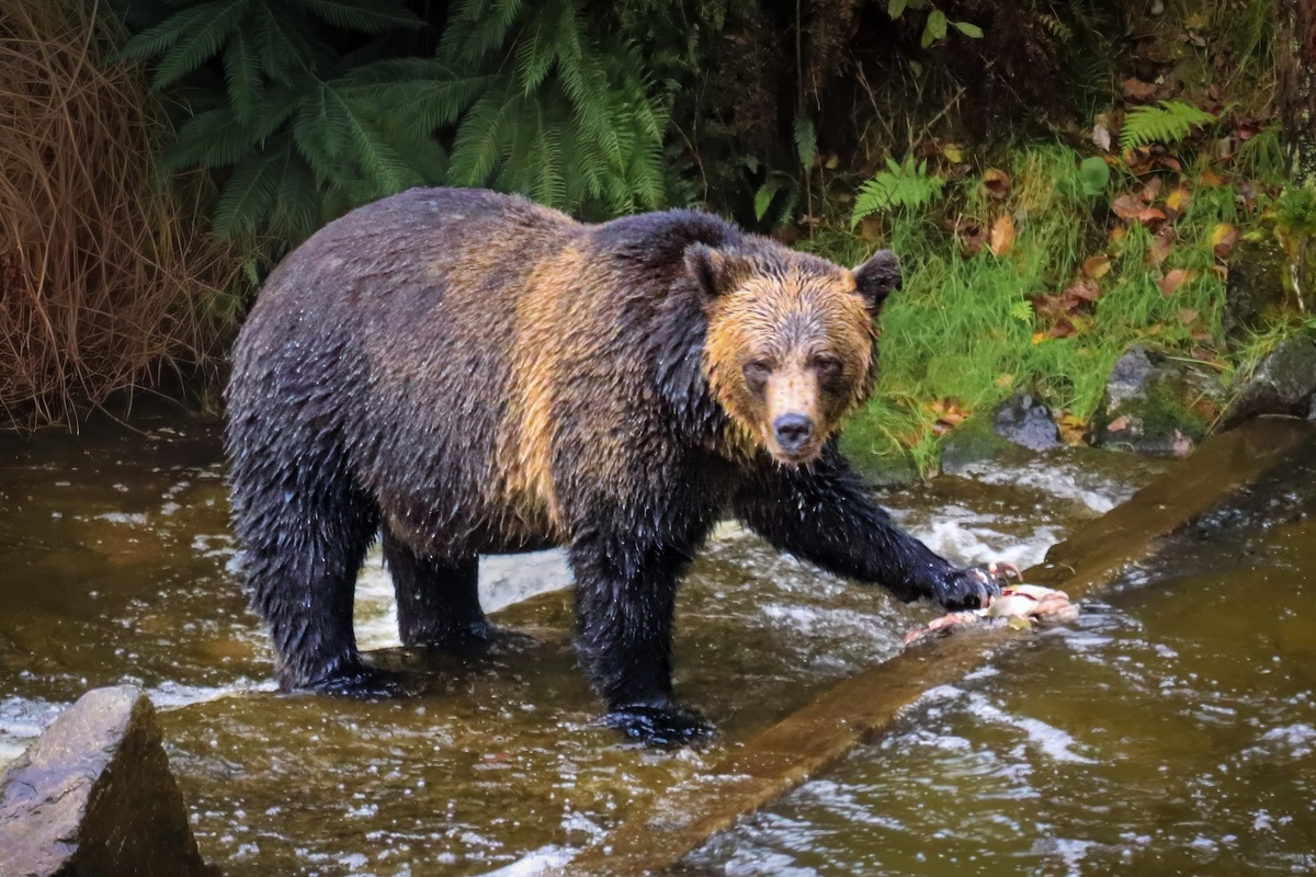 What's Next For Dinner - Pat Ainger